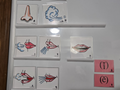Magnetic Shelf for Whiteboards, Fridges, and More