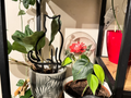 Plant trellis, support, Cat theme ver.2