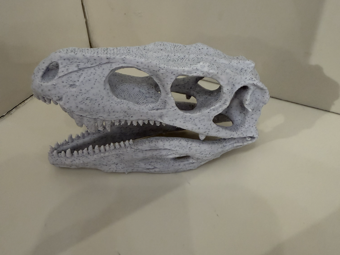 Allosaurus Skull