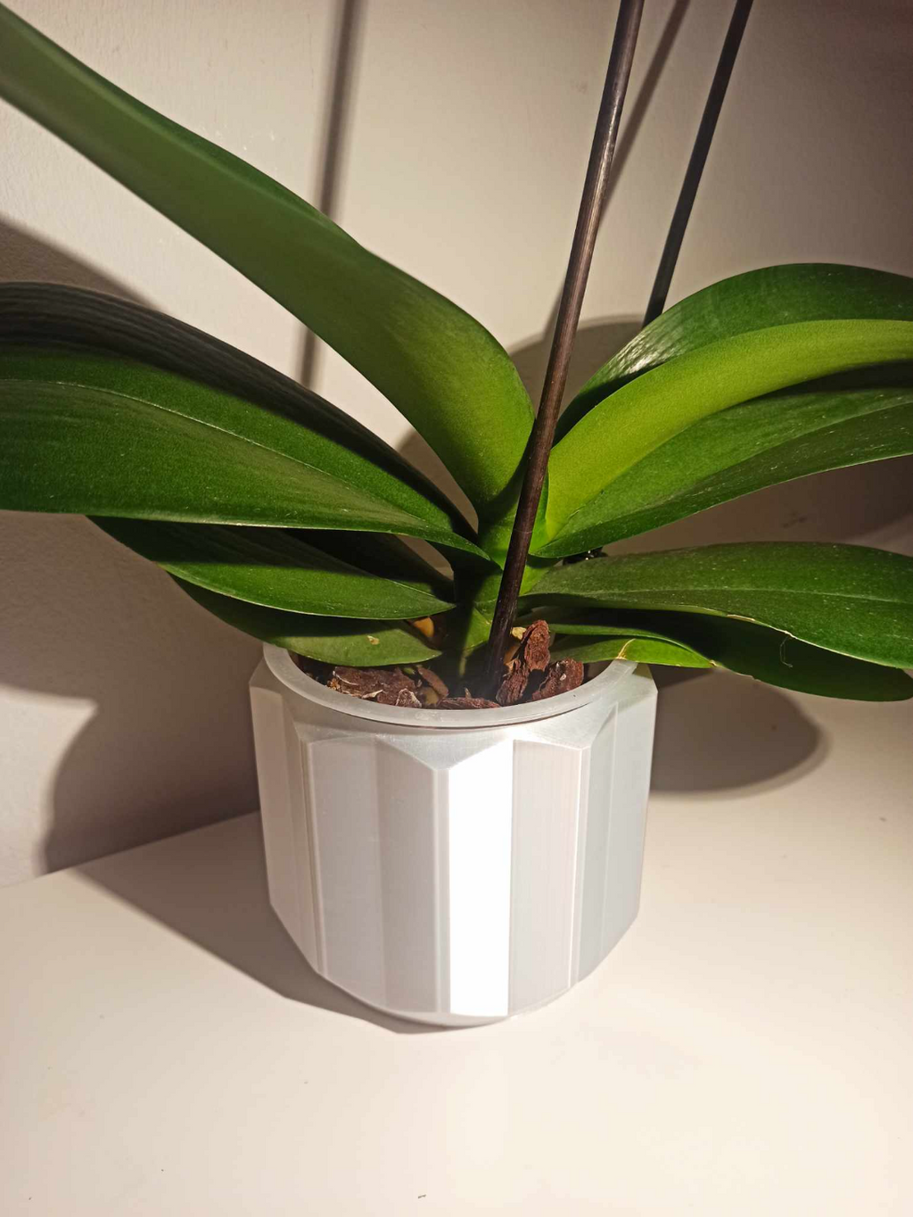 Orchid Plant Pot
