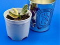 Diptyque Candle Nursery Pot