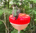 Hummingbird Feeder for Birdfy Pro