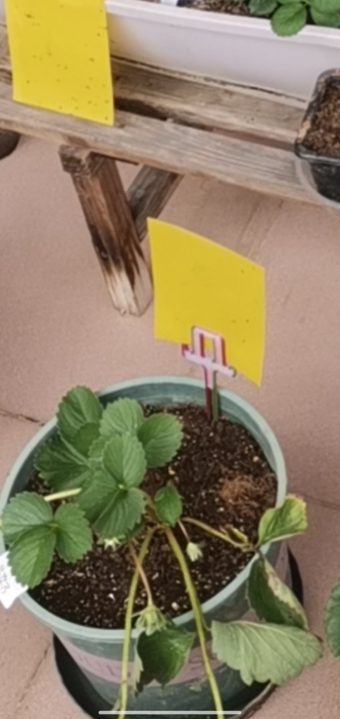 插牌-可用于植物标记，放置驱虫贴
