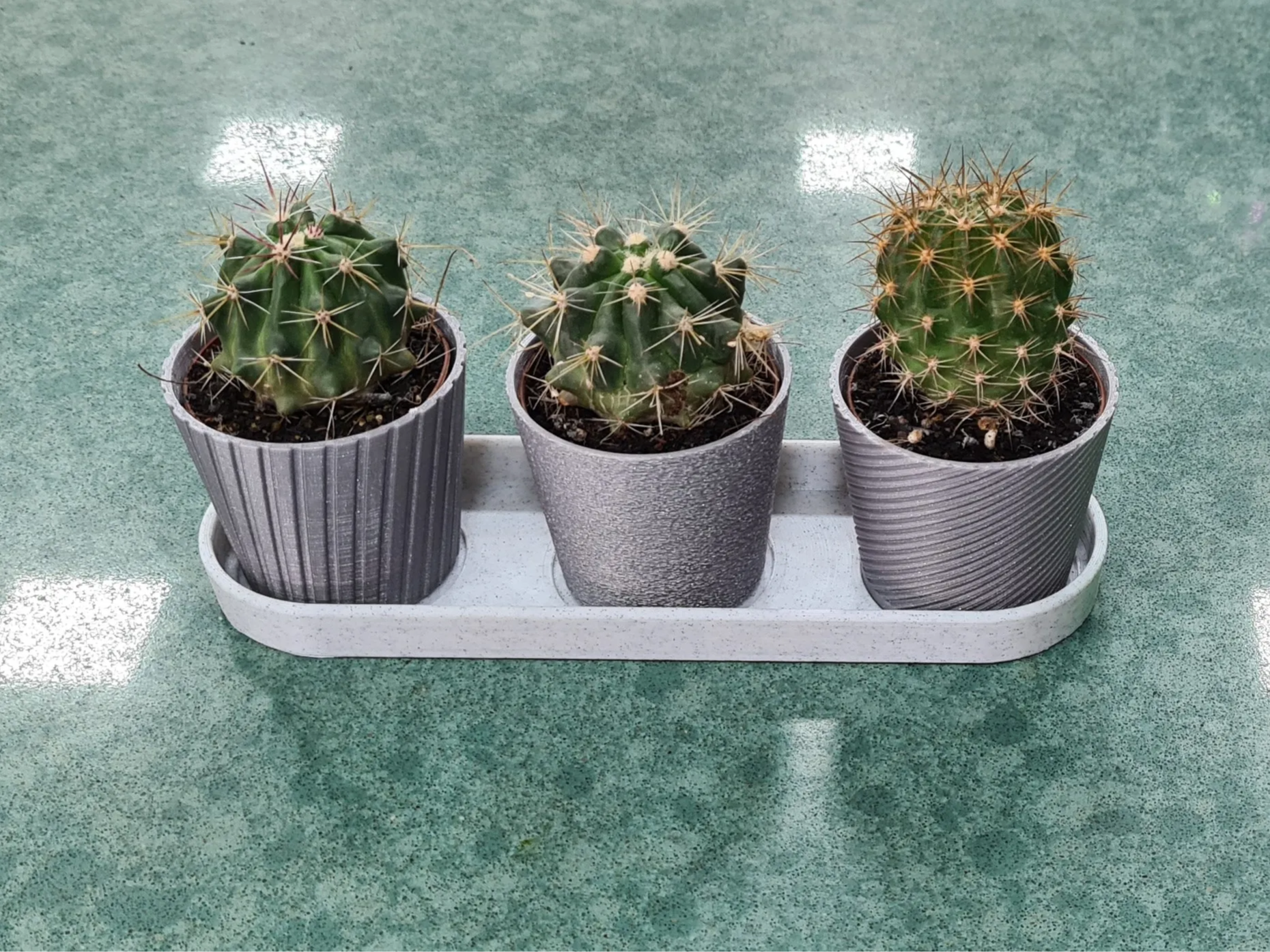 Mini Cactus