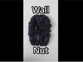 Wall Nut