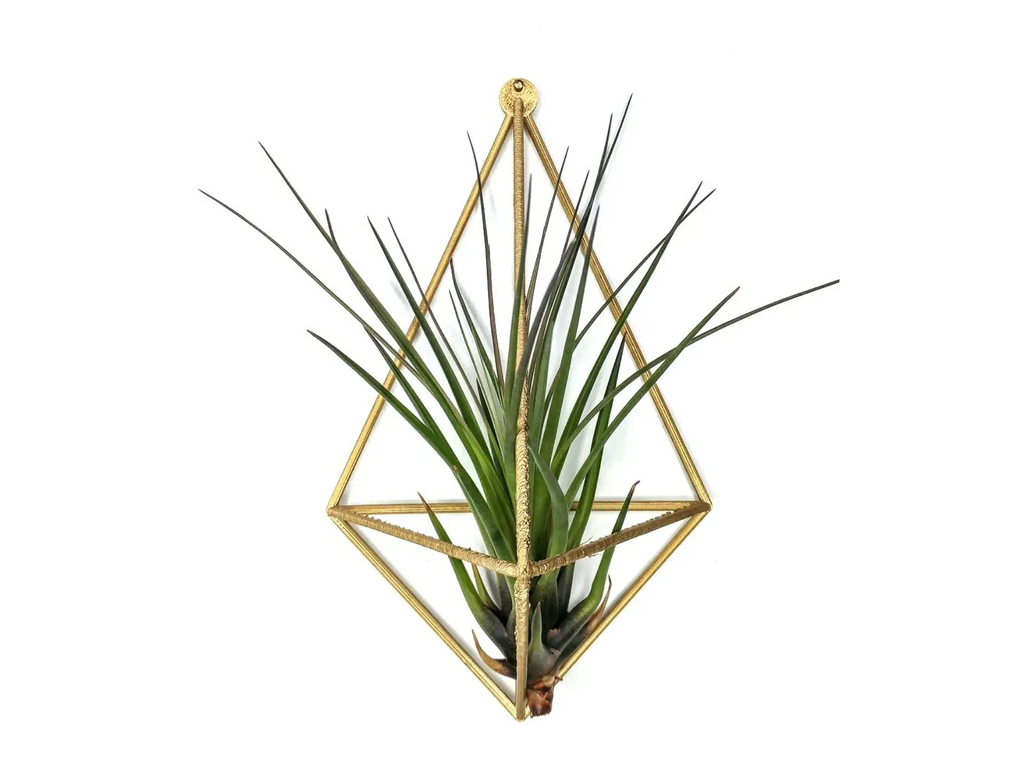 Air Plant wall mount - plant hanger