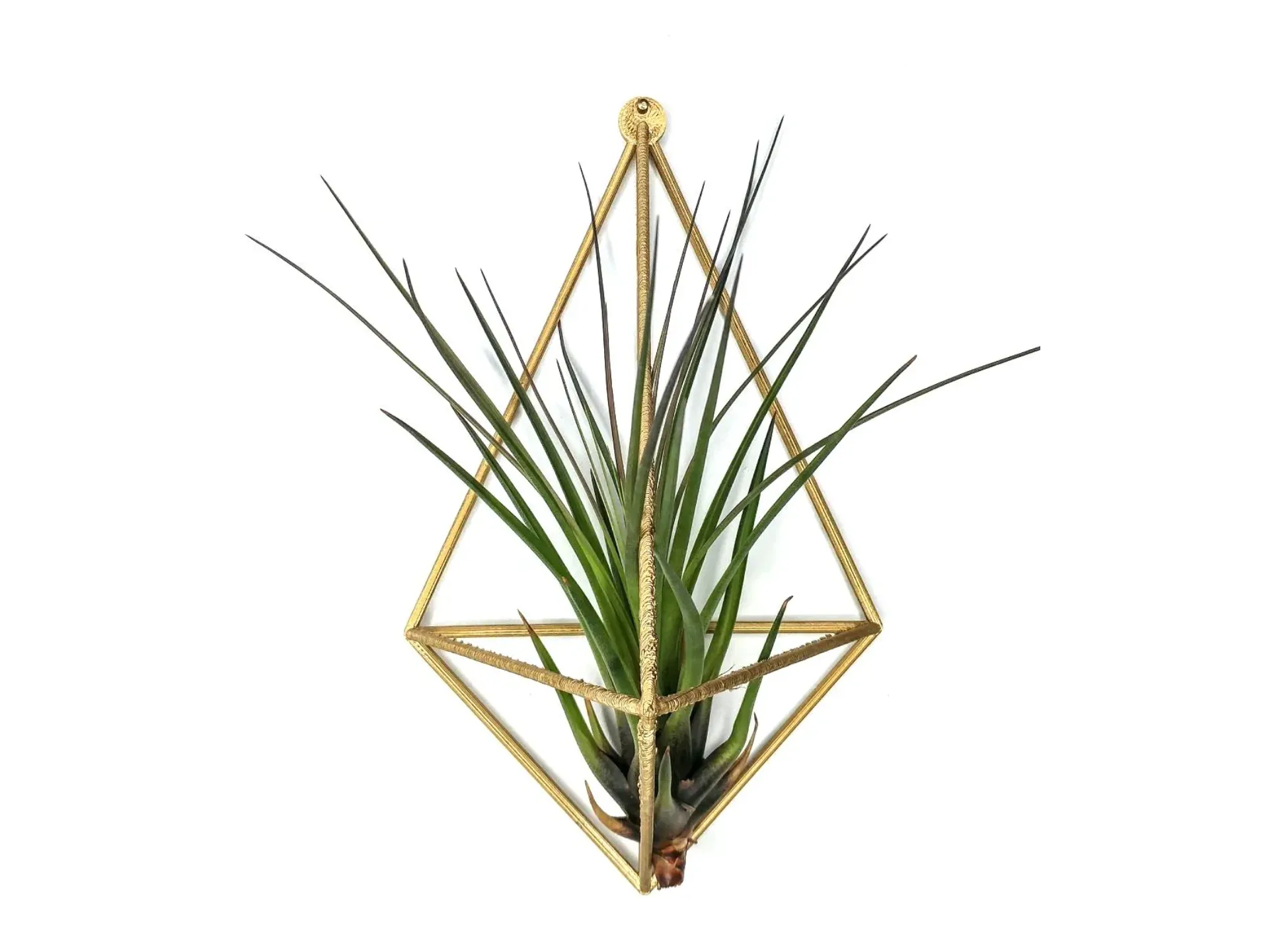 Air Plant wall mount - plant hanger