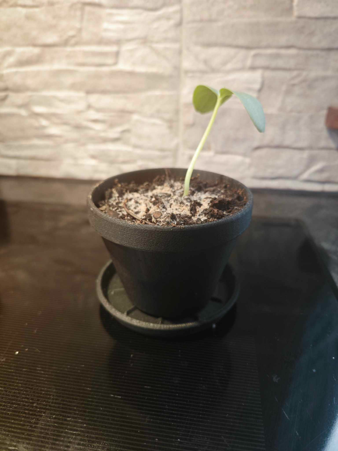 Simple Pot and Saucer