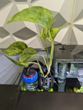 Pothos holder for 5MM rimless tanks