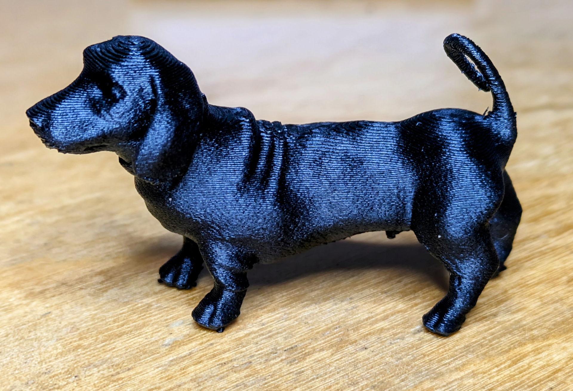 Dachshund