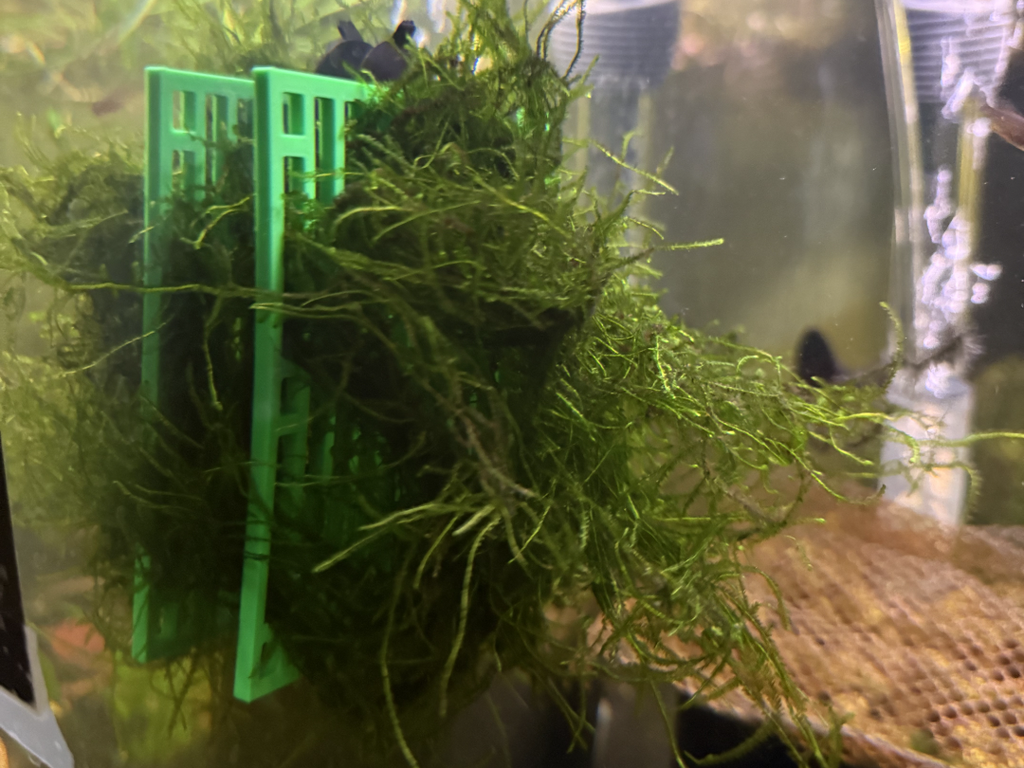 Aquarium Hanging Moss Wall