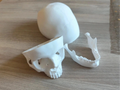 Human skull, anatomically correct