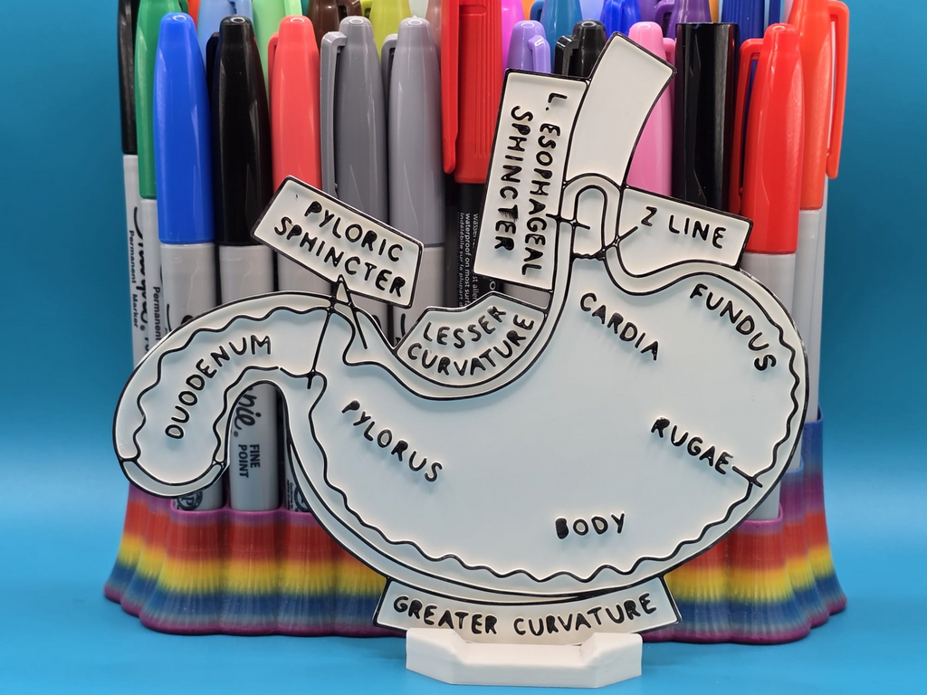 Stomach Anatomy Coloring Craft Education Gastro