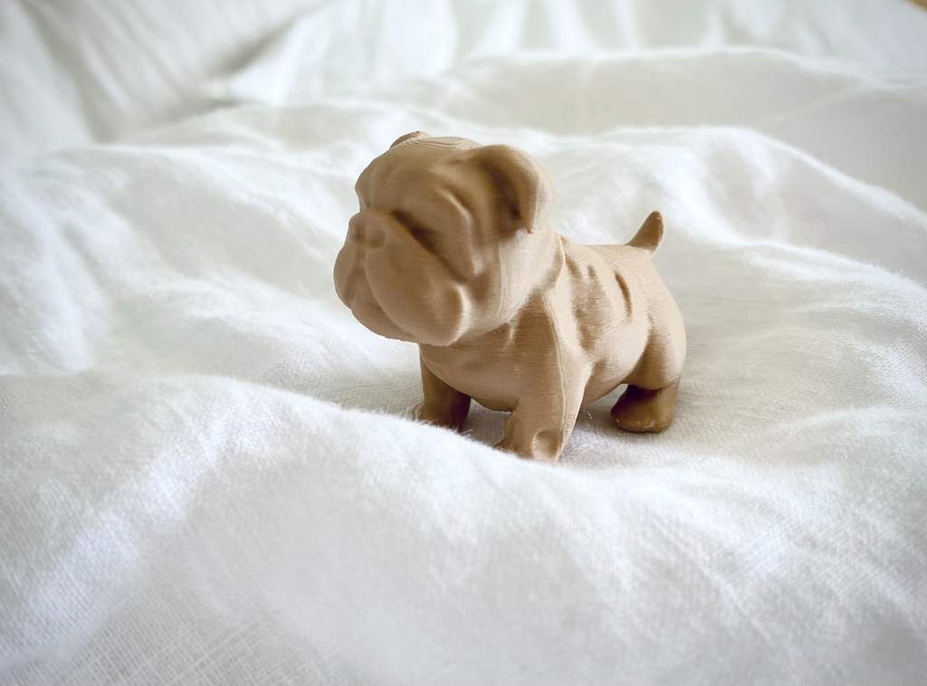 Chubby Bulldog Puppy