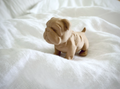 Chubby Bulldog Puppy