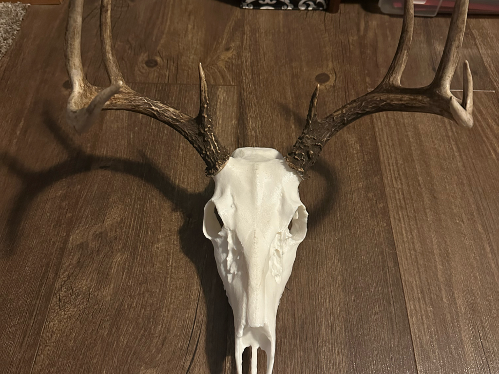 WhiteTail Skull Mount