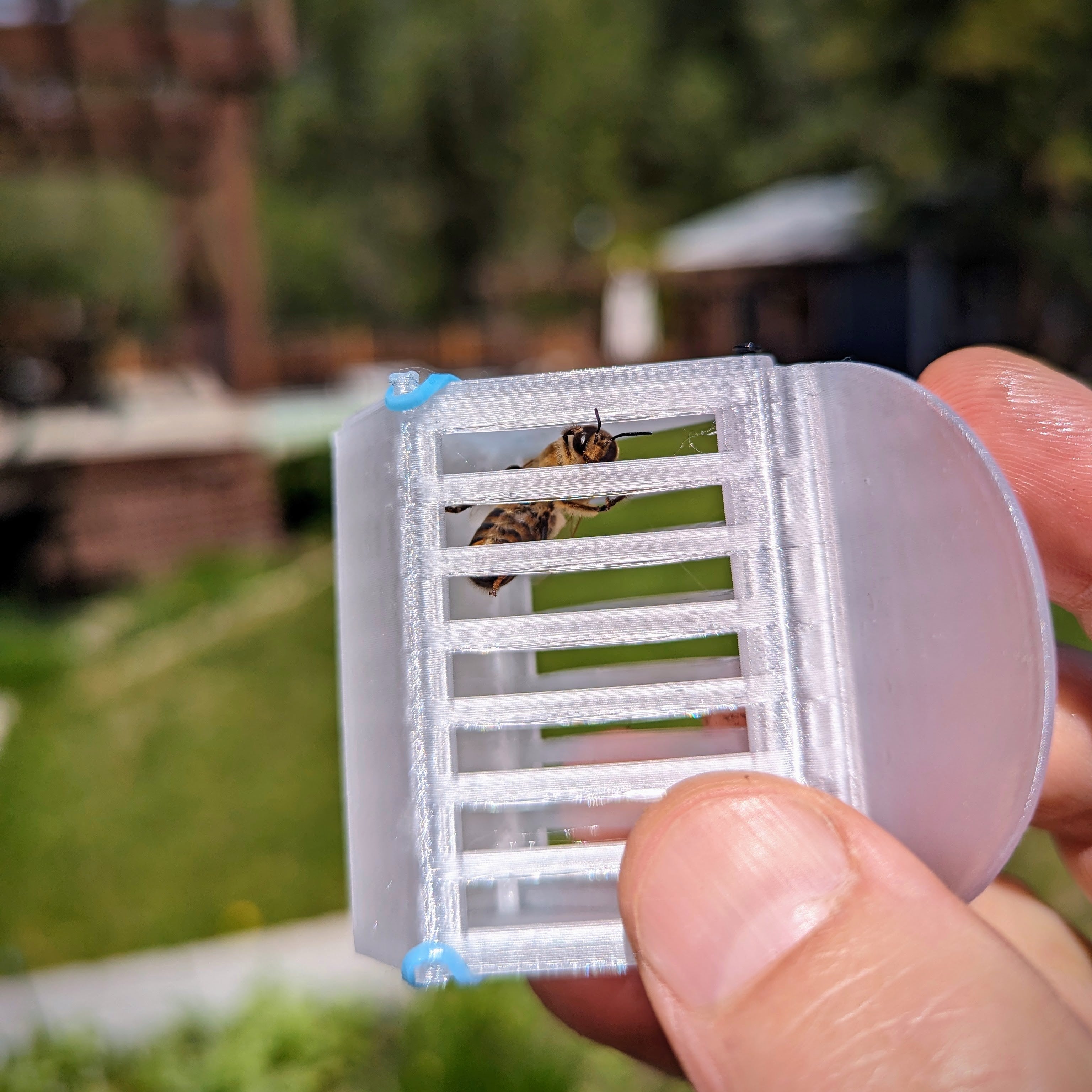 Bee Saver (Queen Clip)