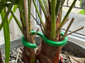 Plant stem holder