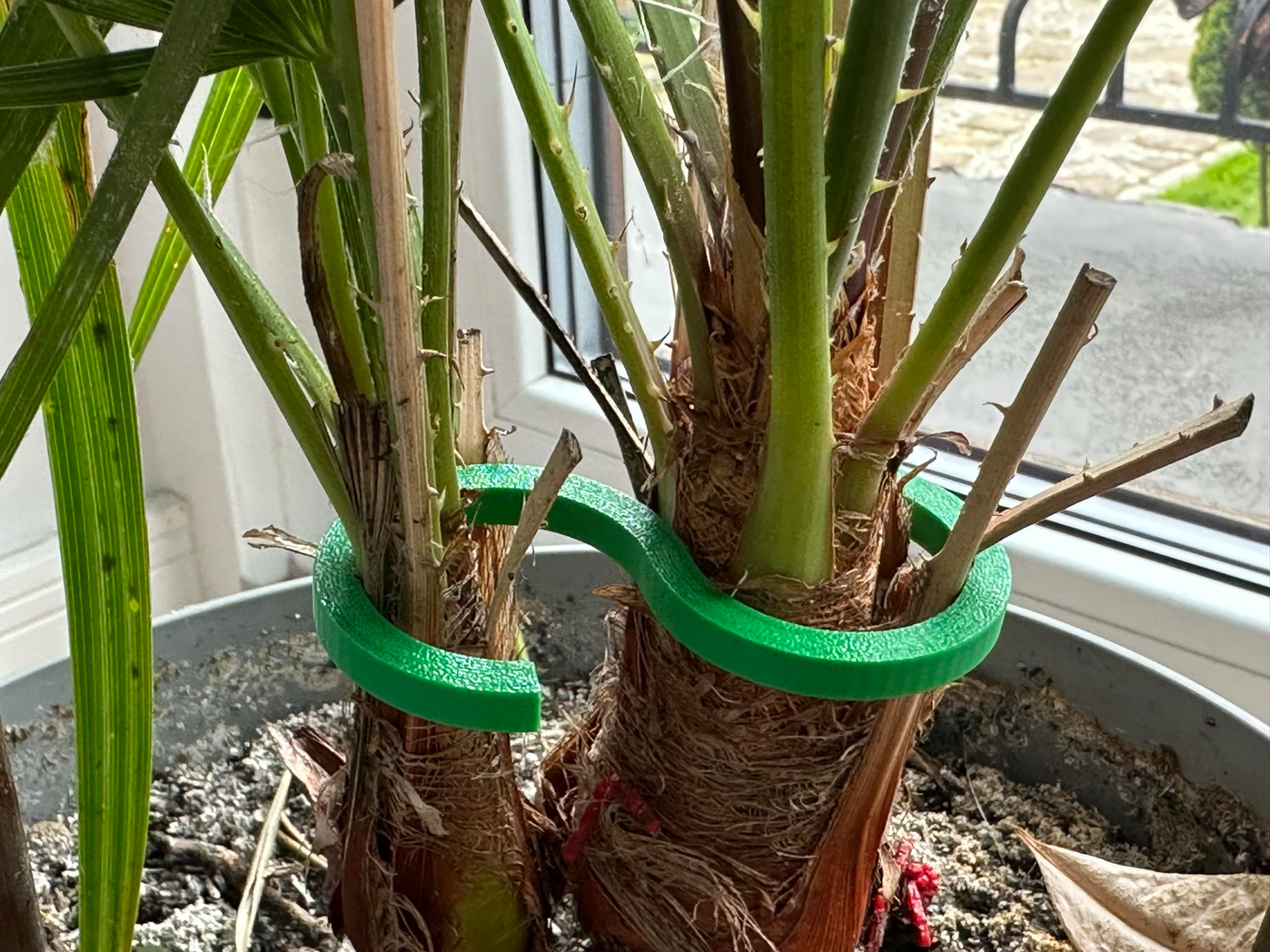 Plant stem holder