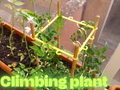 climbing plant