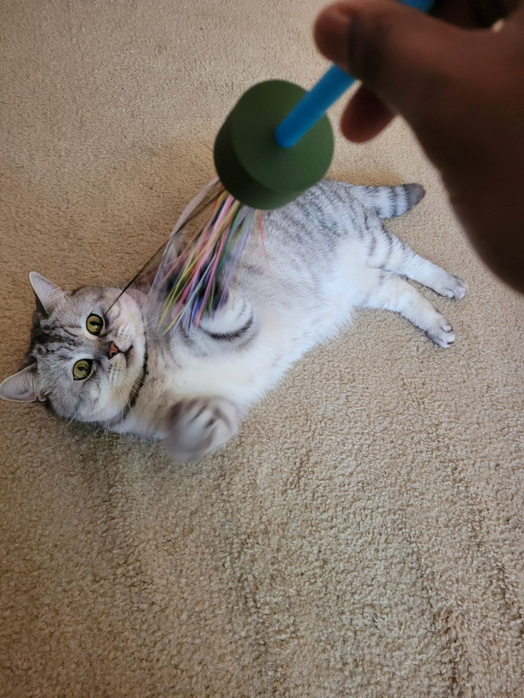 Poop Line Cat Toy
