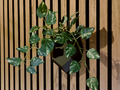 Acoustic wall pot for plastic flowers