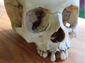 Skull with separate teeth
