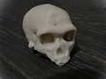 Damaged Cro-Magnon Skull