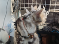 猫咪、小狗、宠物战斗铠甲、宠物衣服、 Pet Clothes