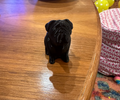 Joseph Prusa's Pug Buddy