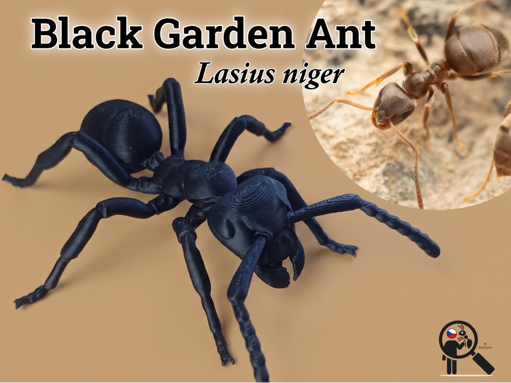 Common Black Garden Ant model