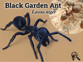 Common Black Garden Ant model