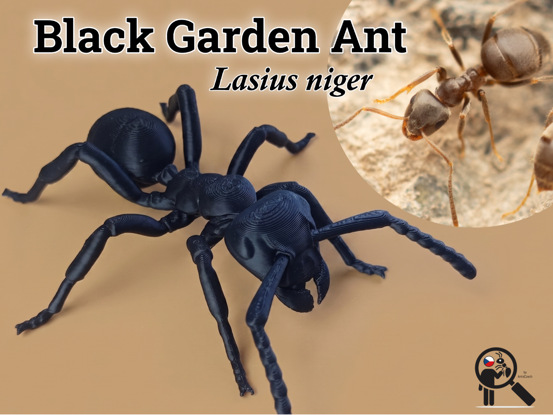Common Black Garden Ant model