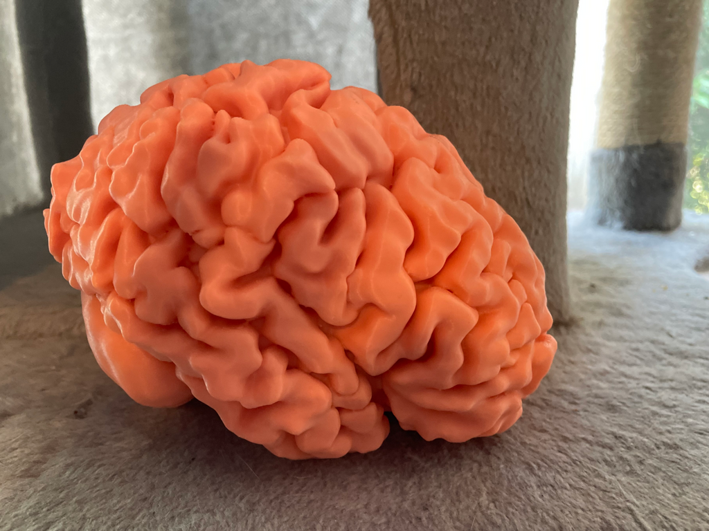 3D printable full-sized brain