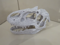 Allosaurus skull