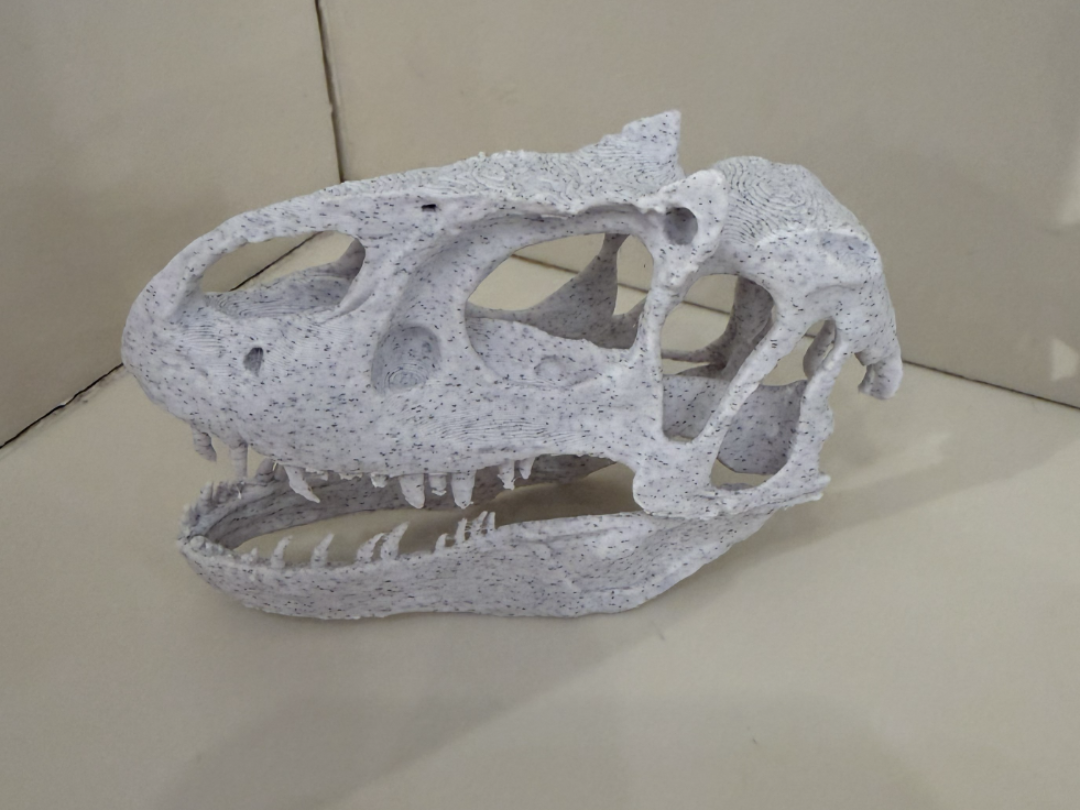 Allosaurus skull