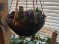 Hanging Planter with twist drip pan