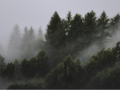 tree lithophane