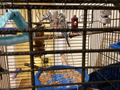 parakeet food bowl