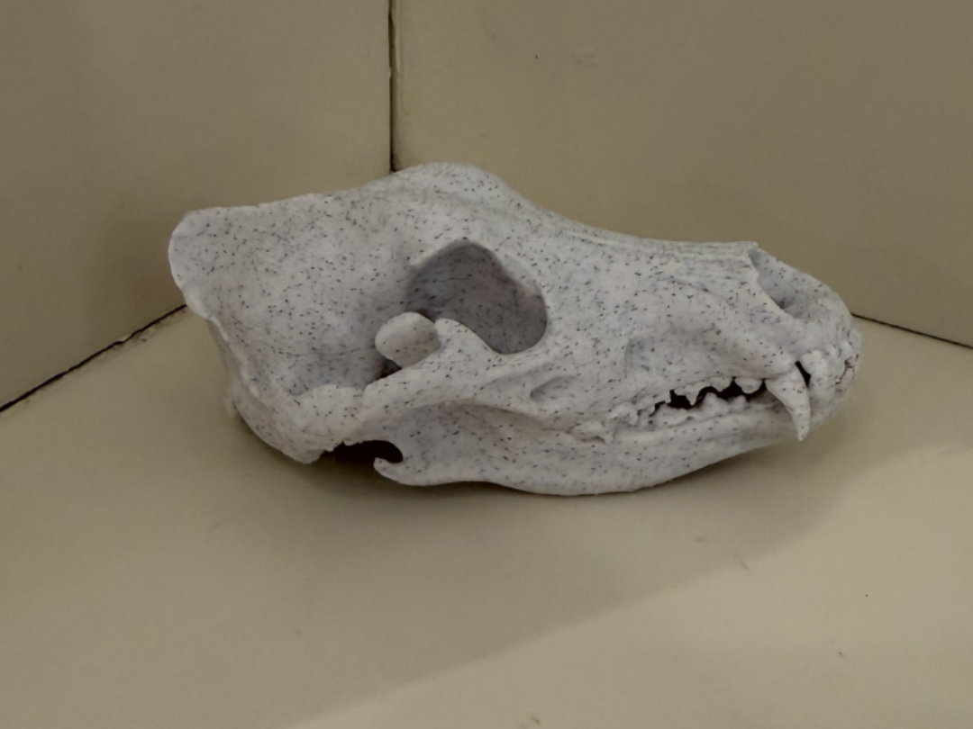 Greywolf skull