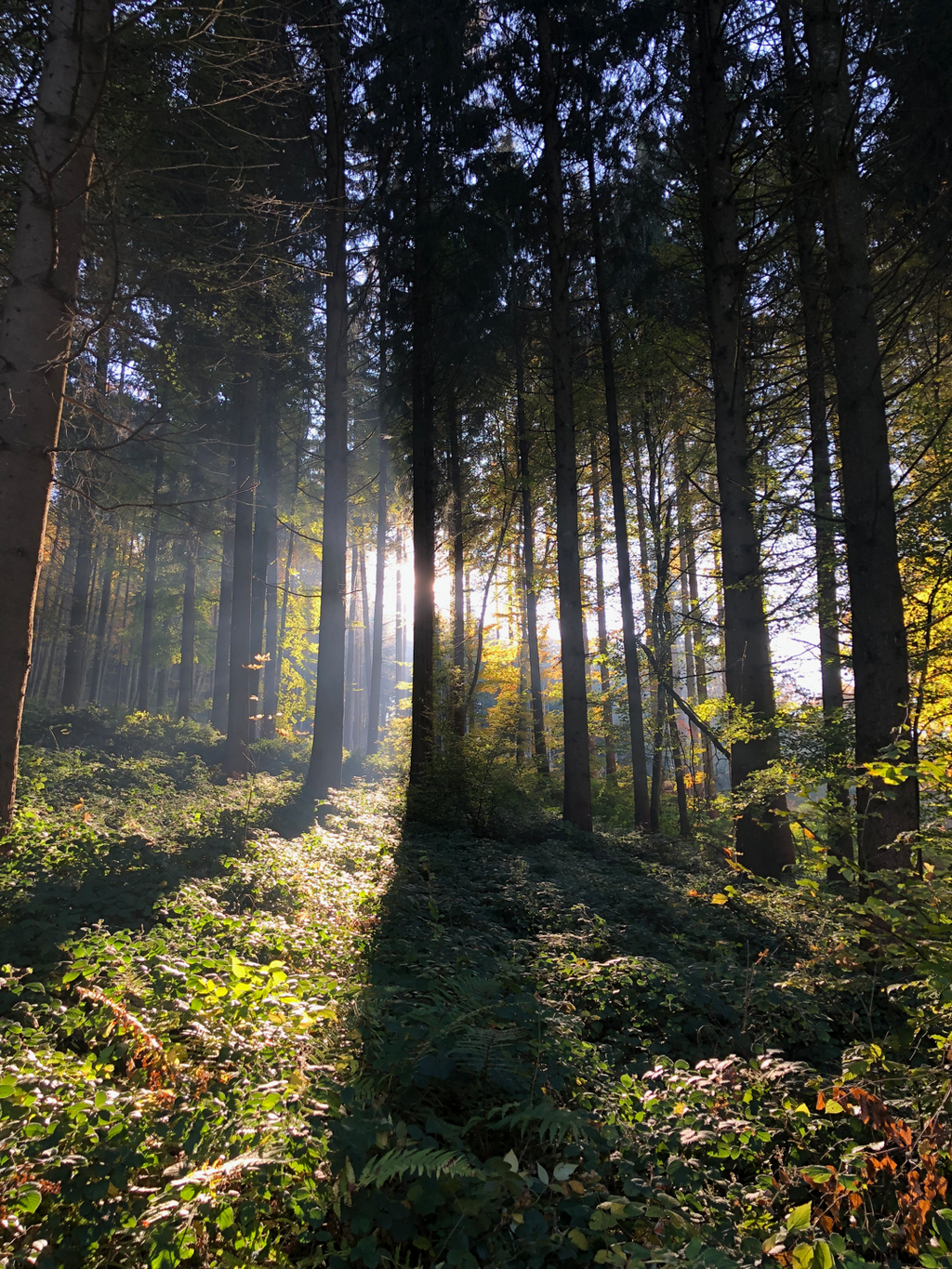 Black Forest Hueforge
