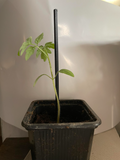 Plant support