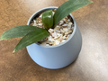 basic pot(free commercial license)