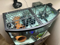Aquarium Top - 36 gallon bowfront