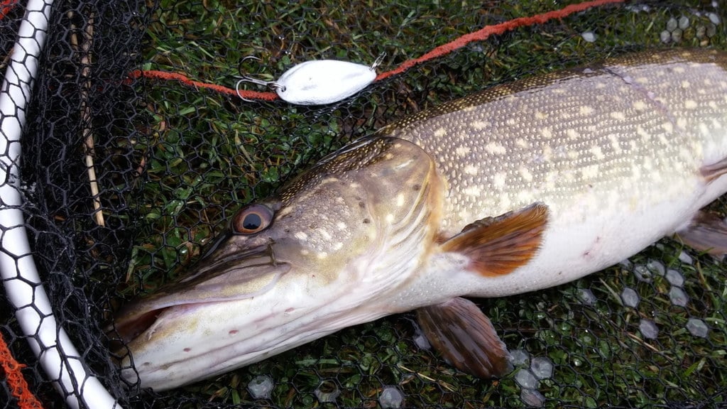Fishing spoon / lure for pike