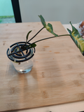 cutting starter