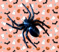 spider halloween
