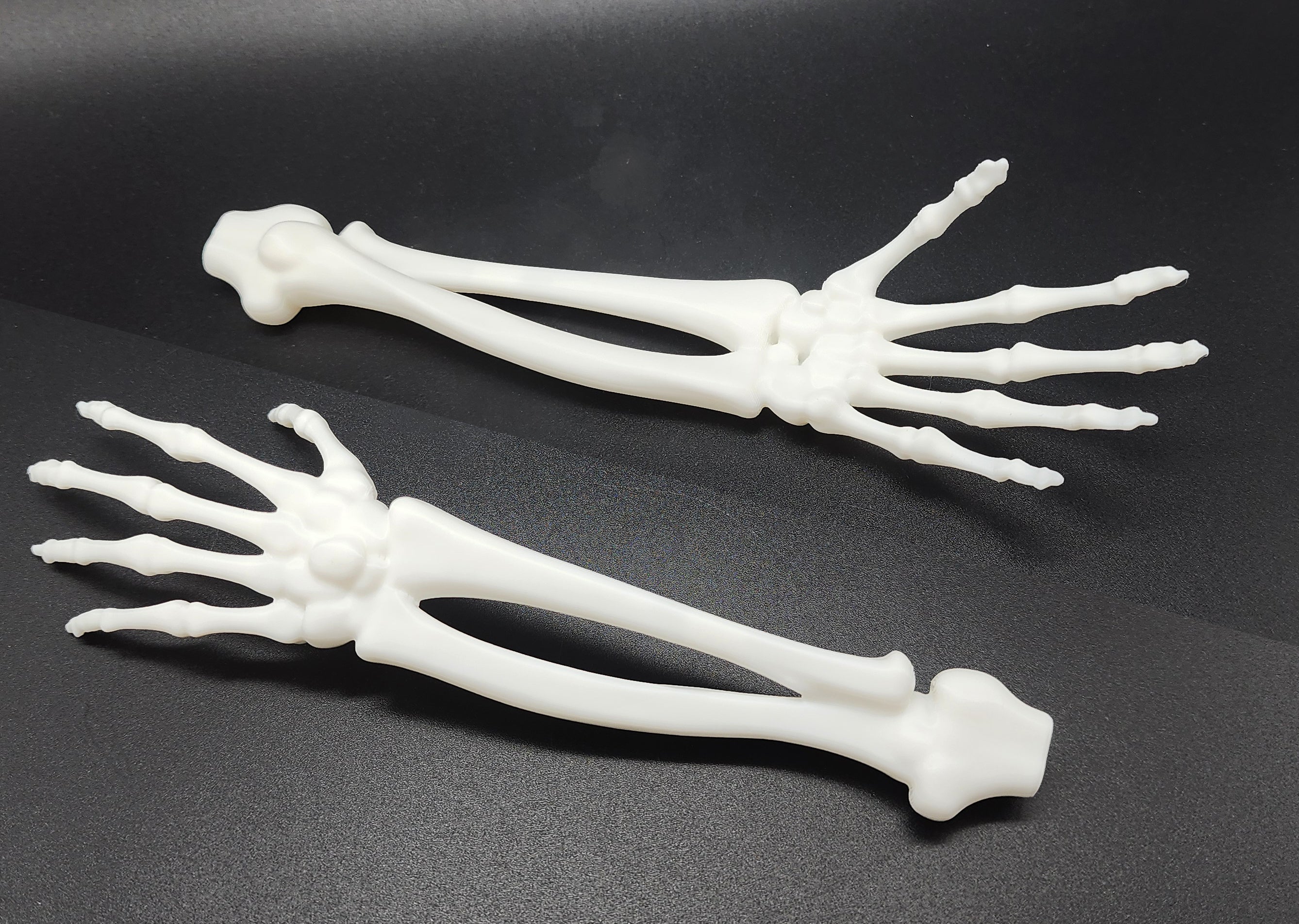 Skeletal Forearm & Hand