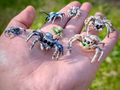 Jumping spider