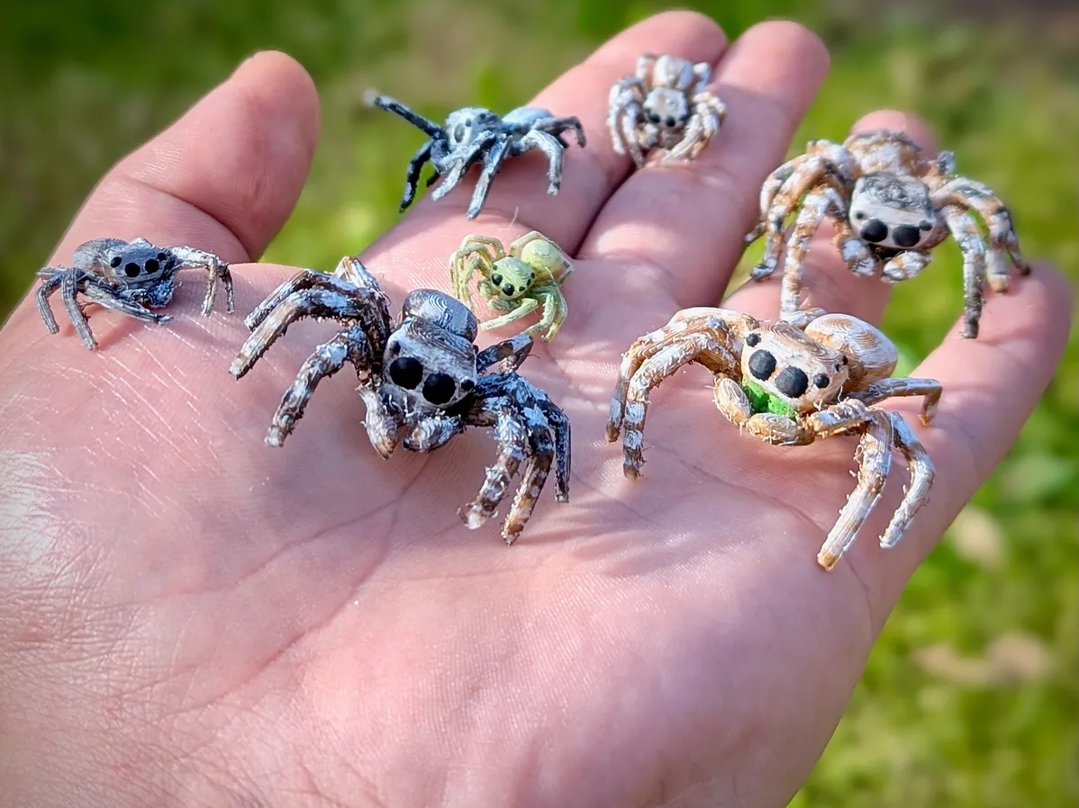 Jumping spider